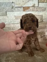 Toy Doodle Ginna , a female Poodle - Toy  and Miniature Goldendoodle for sale in Sacramento, CA – 2 of 4