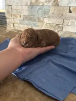 Helen, a female Poodle - Toy  for sale in Sacramento, CA – Photo 2 of 2