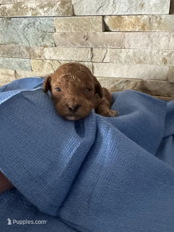 Helen – Poodle - Toy  puppy for sale in Sacramento, CA