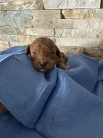 Helen, a female Poodle - Toy  for sale in Sacramento, CA – Photo 1 of 2