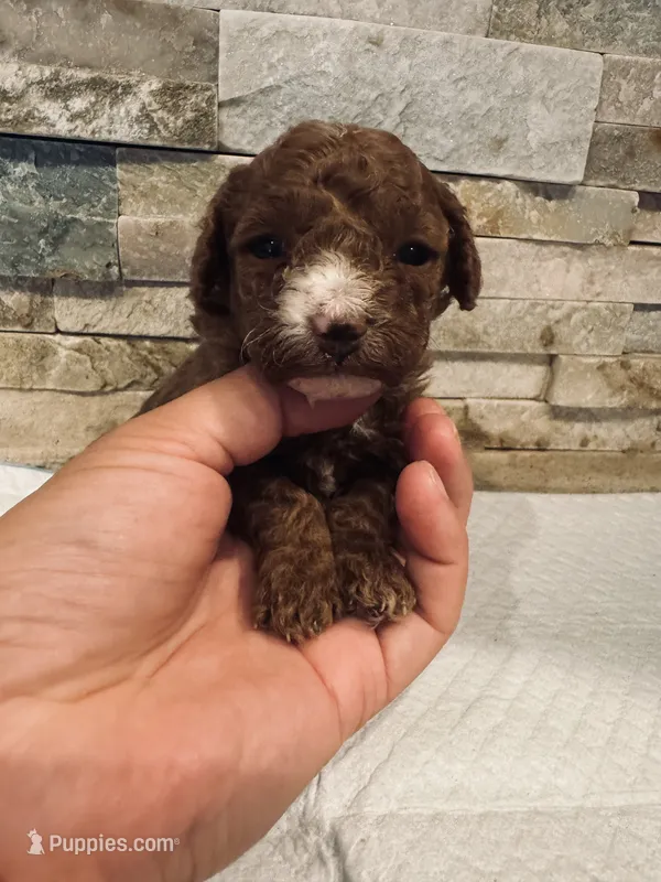 AKC Benny – Poodle - Toy  puppy for sale in Sacramento, CA