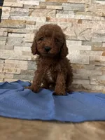 Henry, a male Poodle - Toy  for sale in Sacramento, CA – 2 of 3