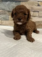 AKC Bruno, a male Poodle - Toy  for sale in Sacramento, CA – 4 of 4