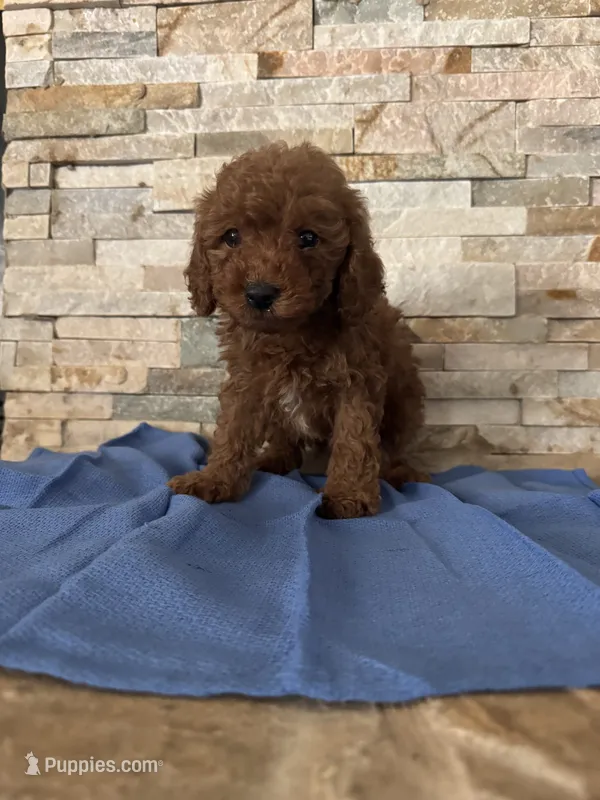 Henry, a male Poodle - Toy  for sale in Sacramento, CA – 1 of 3