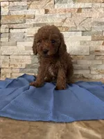Henry, a male Poodle - Toy  for sale in Sacramento, CA – 1 of 3