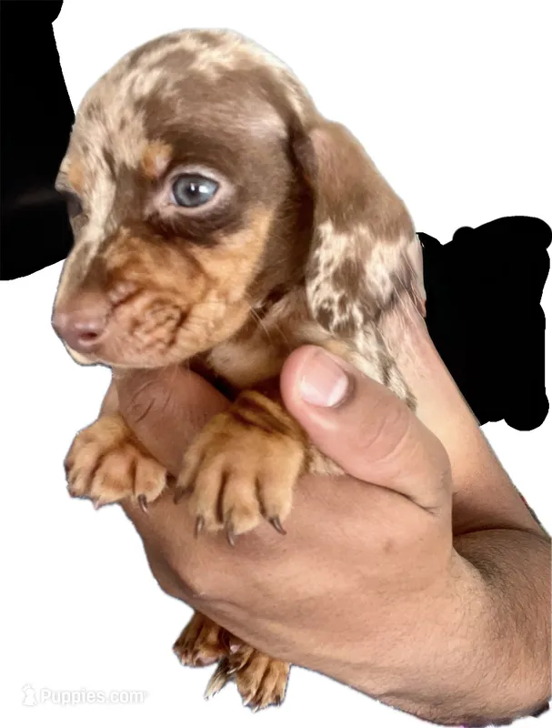 Luke – Miniature Dachshund puppy for sale in Sacramento, CA