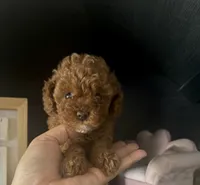 AKC Bella, a female Poodle - Toy  for sale in Sacramento, CA – 2 of 8