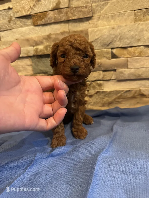 AKC Vinny – Poodle - Toy  puppy for sale in Sacramento, CA