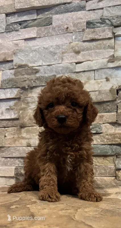 Harley  – Poodle - Toy  puppy for sale in Sacramento, CA