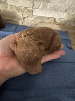 Hillary , a female Poodle - Toy  for sale in Sacramento, CA – 3 of 4