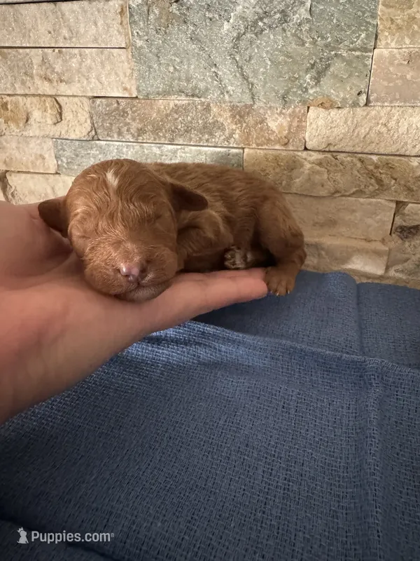 Harold – Poodle - Toy  puppy for sale in Sacramento, CA