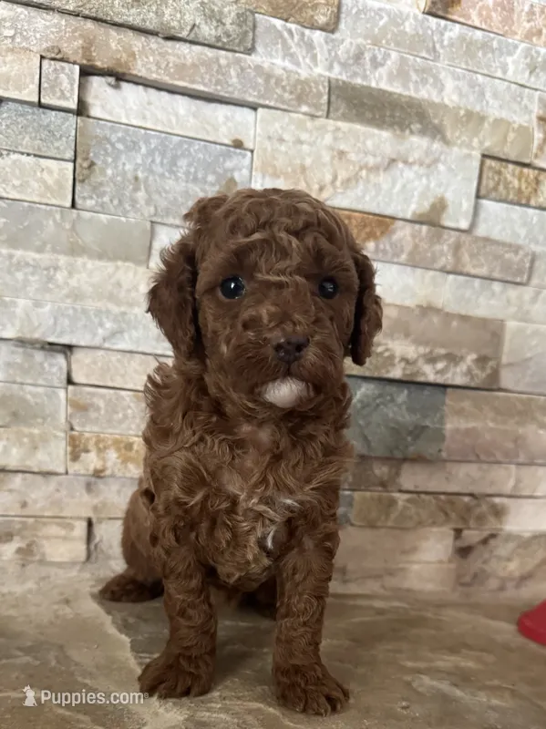 Toy Doodle Ginna  – Poodle - Toy , Miniature Goldendoodle puppy for sale in Sacramento, CA