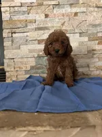 Henry, a male Poodle - Toy  for sale in Sacramento, CA – 3 of 3