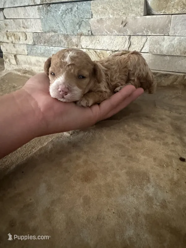 AKC Margie  – Poodle - Toy  puppy for sale in Sacramento, CA