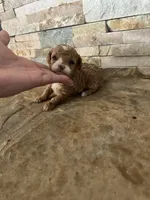 AKC Margie , a female Poodle - Toy  for sale in Sacramento, CA – 2 of 4