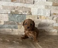 Hector/Reserved , a female Poodle - Toy  for sale in Sacramento, CA – 3 of 3