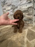 Harley , a male Poodle - Toy  for sale in Sacramento, CA – 4 of 5