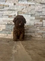 AKC Bella, a female Poodle - Toy  for sale in Sacramento, CA – 4 of 8