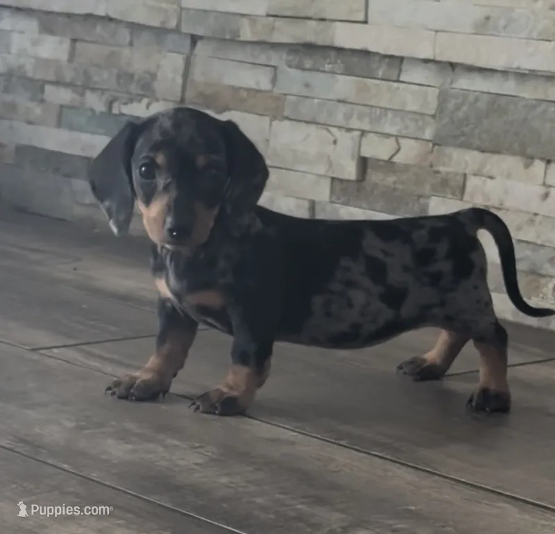 Dixie – Miniature Dachshund puppy for sale in Sacramento, CA