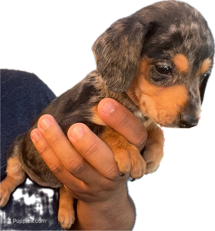 Suzy – Miniature Dachshund puppy for sale in Sacramento, CA