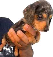Suzy, a female Miniature Dachshund for sale in Sacramento, CA – 1 of 2