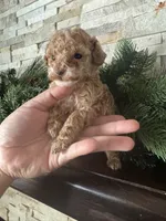AKC Megan, a female Poodle - Toy  for sale in Sacramento, CA – 2 of 4