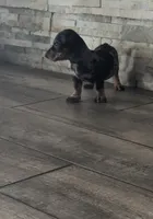 Dixie, a female Miniature Dachshund for sale in Sacramento, CA – 3 of 5