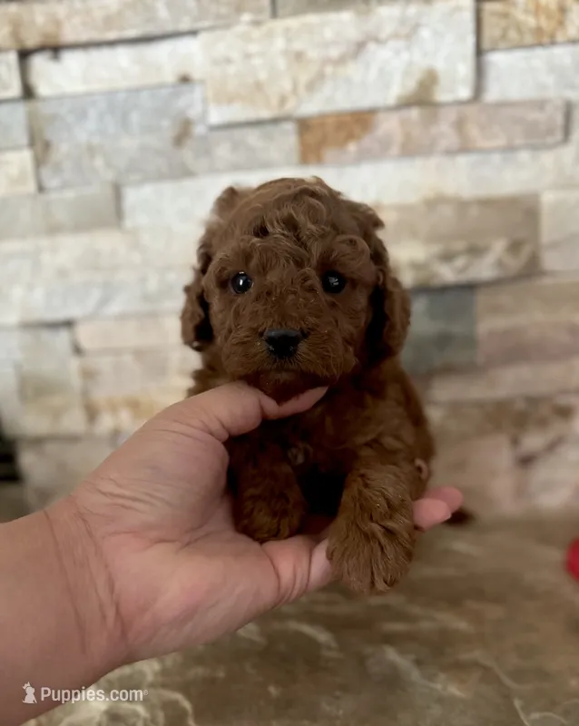 Toy doodle Georgie  – Poodle - Toy , Miniature Goldendoodle puppy for sale in Sacramento, CA