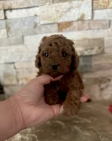 Toy doodle Georgie , a male Poodle - Toy  and Miniature Goldendoodle for sale in Sacramento, CA – 1 of 3