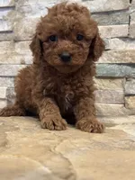 Harley , a male Poodle - Toy  for sale in Sacramento, CA – 2 of 5