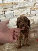 Toy Doodle Ginna , a female Poodle - Toy  and Miniature Goldendoodle for sale in Sacramento, CA – 3 of 4