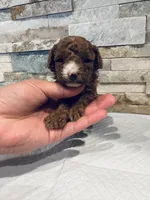 AKC Benny, a male Poodle - Toy  for sale in Sacramento, CA – 3 of 4