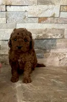 Toy doodle Georgie , a male Poodle - Toy  and Miniature Goldendoodle for sale in Sacramento, CA – 2 of 3