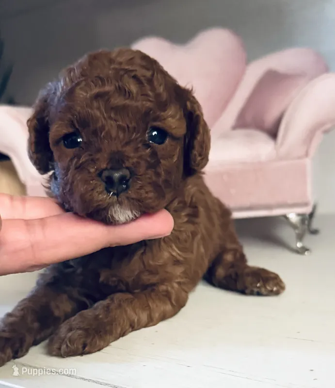 Akc Bella – Poodle - Toy  puppy for sale in Sacramento, CA