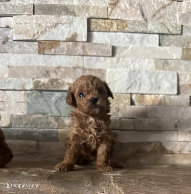 Hillary  – Poodle - Toy  puppy for sale in Sacramento, CA
