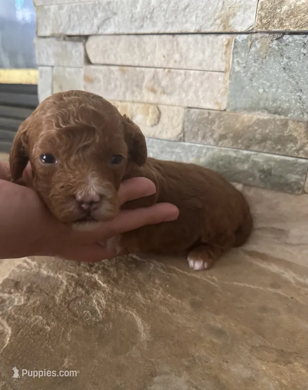AKC Vick – Poodle - Toy  puppy for sale in Sacramento, CA