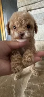 AKC Tcup Megan , a female Poodle - Toy  for sale in Sacramento, CA – 2 of 4