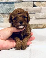 AKC Bruno, a male Poodle - Toy  for sale in Sacramento, CA – 3 of 4