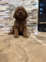 Harley , a male Poodle - Toy  for sale in Sacramento, CA – 5 of 5