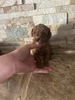 Harold/Reserved , a female Poodle - Toy  for sale in Sacramento, CA – 4 of 4