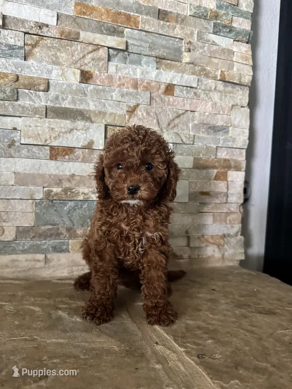 Gina  – Poodle - Toy , Miniature Goldendoodle puppy for sale in Sacramento, CA