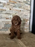Gina , a female Poodle - Toy  and Miniature Goldendoodle for sale in Sacramento, CA – 1 of 3