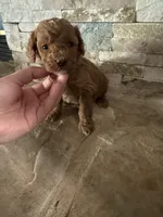 Harold/Reserved , a female Poodle - Toy  for sale in Sacramento, CA – 2 of 4