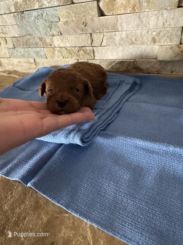 Harley  – Poodle - Toy  puppy for sale in Sacramento, CA