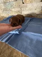 Harley , a male Poodle - Toy  for sale in Sacramento, CA – Photo 1 of 5