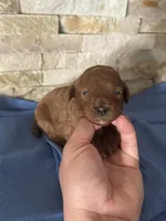 Harley , a male Poodle - Toy  for sale in Sacramento, CA – Photo 2 of 5