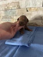 Harley , a male Poodle - Toy  for sale in Sacramento, CA – Photo 3 of 5