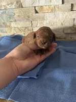 Harley , a male Poodle - Toy  for sale in Sacramento, CA – Photo 5 of 5