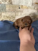 Harley , a male Poodle - Toy  for sale in Sacramento, CA – Photo 4 of 5