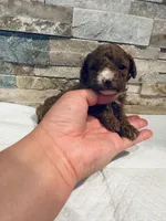AKC Benny, a male Poodle - Toy  for sale in Sacramento, CA – 2 of 4